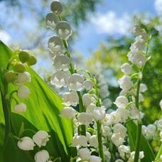 铃兰花的花语与传说（穿越时空的芬芳）