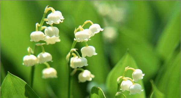 铃兰花（探寻铃兰花语与寓意）