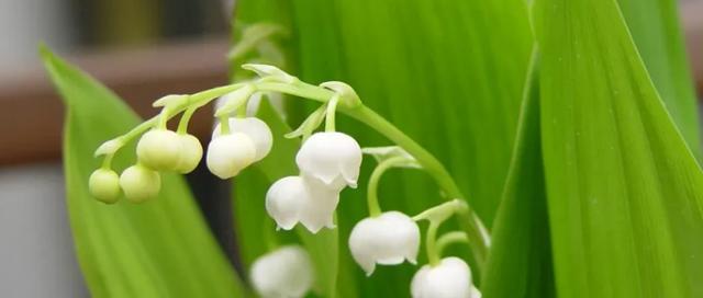 铃兰花（探寻铃兰花语与寓意）