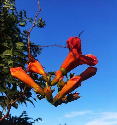 凌霄花花语与寓意（探寻凌霄花的奥秘）