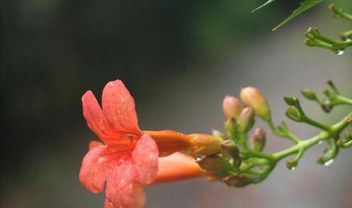 凌霄花的花语（探寻凌霄花的深层内涵及其花语传达的意义）