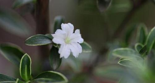 六月雪花语——迎接夏日的神秘芬芳（盛夏初绽的神奇奇迹）