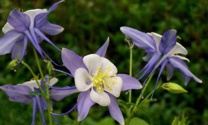 耧斗菜的花语——坚持与成长（耧斗菜的花语是什么）