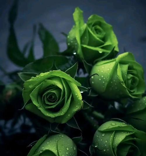 绿玫瑰的花语与寓意（探索绿玫瑰的神秘魅力）