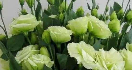 绿色玫瑰的花语与寓意——希望和新生（探寻绿色玫瑰的花语之美）