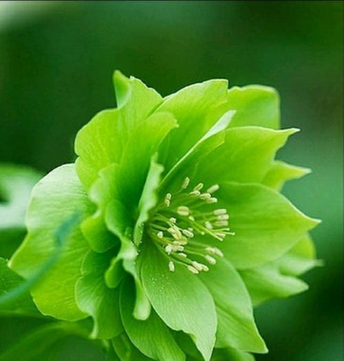 绿色玫瑰的花语与寓意——希望和新生（探寻绿色玫瑰的花语之美）
