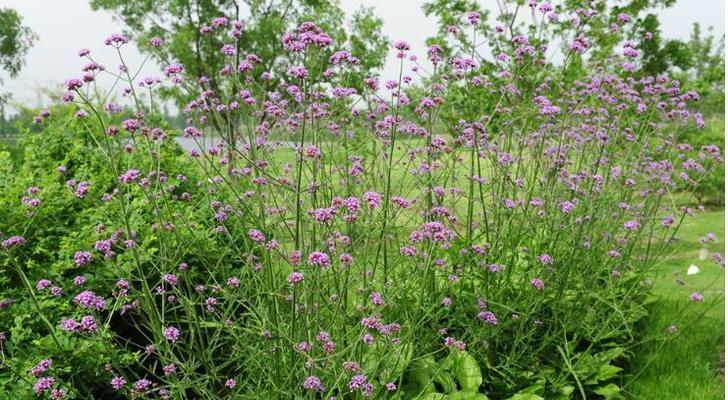 柳叶马鞭草花语（探寻柳叶马鞭草的花语）