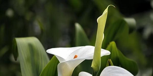 马蹄莲花（探索马蹄莲花语的深刻寓意与象征意义）