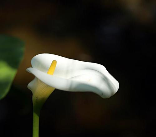 马蹄莲花语与美好寓意（马蹄莲花语的深刻内涵和积极寓意）