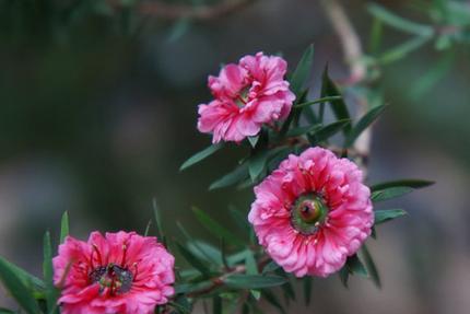 以玛格烈菊之花语（探索花朵背后的秘密）