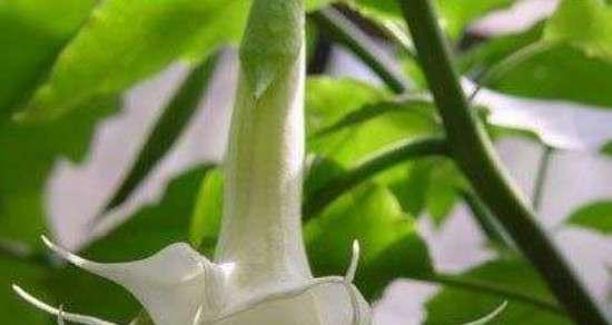 曼陀罗花传说（以曼陀罗花花语为线索）