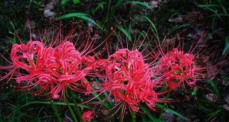 曼陀沙华（花开如梦）