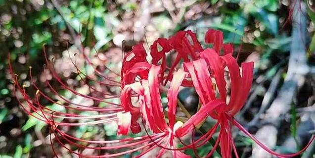 曼陀沙华（花开如梦）