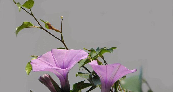 猫尾草的花语与文化背景（探寻猫尾草的神秘之美）