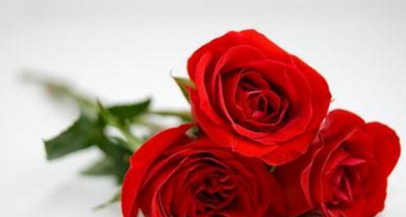 玫瑰花的寓意与象征——花开之美（揭秘玫瑰花的丰富含义与传情手法）