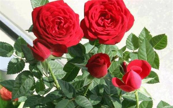 玫瑰花的象征意义与传说（探究玫瑰花作为爱情）