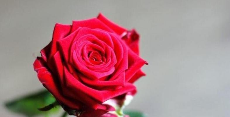 玫瑰花的意义与象征（玫瑰花的浪漫与美丽）