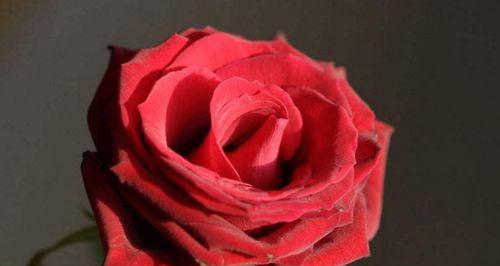 玫瑰花的象征意义及文化价值（探寻玫瑰花的内涵与特殊地位）