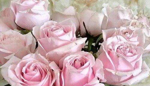 19朵粉玫瑰花的花语（传递爱意的粉色花朵）