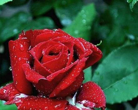 玫瑰花的含义与朵数传递的情感（从花语到传统意义）