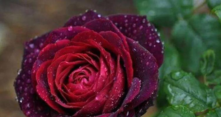 玫瑰花的象征意义及文化传承（红色玫瑰花的浪漫爱情寓意）