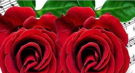玫瑰花的寓意——表达爱与浪漫的象征（用玫瑰花传达深情意）