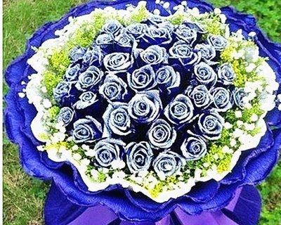 玫瑰花蓝色妖姬的象征意义（追寻爱的真谛）