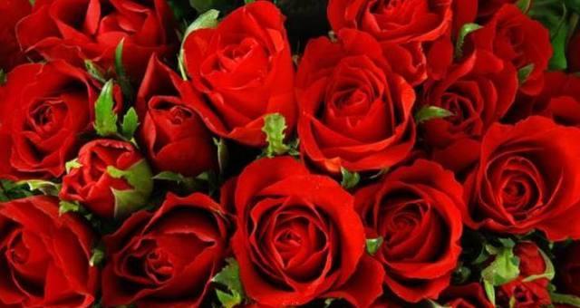 玫瑰花的数量代表的含义是什么（玫瑰花送多少朵传达不同的情感和意义）