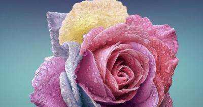 玫瑰花的品格象征与花语（探寻玫瑰花的深层涵义——传递情感的鲜花语言）