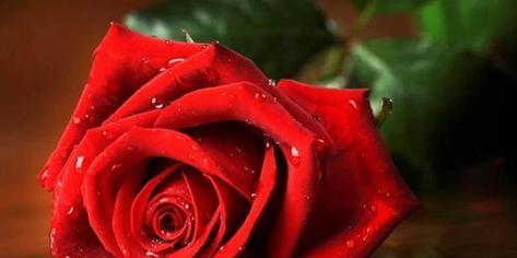 玫瑰花颜色的寓意及象征意义（探寻玫瑰花的色彩语言和情感表达）