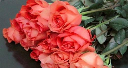 玫瑰花的颜色与其寓意（揭示玫瑰花颜色所代表的情感和意义）