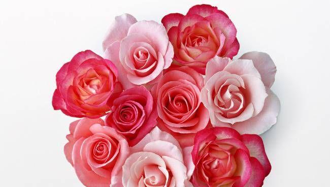 玫瑰花语的深意——每朵玫瑰代表的含义（用花语传递真挚情感）
