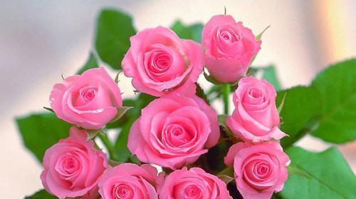 玫瑰花的寓意与象征（揭示玫瑰的花语和文化意义）