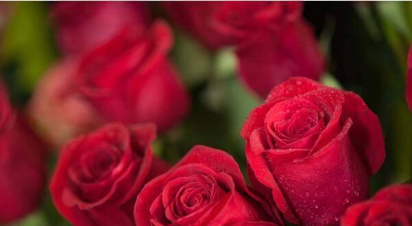 花色代表的花语——玫瑰花的浪漫之意（探寻玫瑰花的花语与象征）