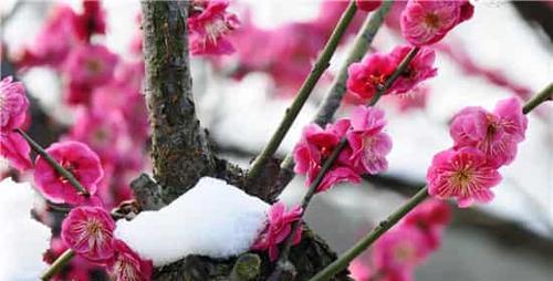 梅花花语的深层含义（揭示梅花花语的神秘面纱）