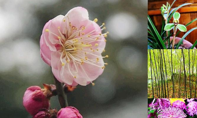 梅兰竹菊（传承千年的四君子）