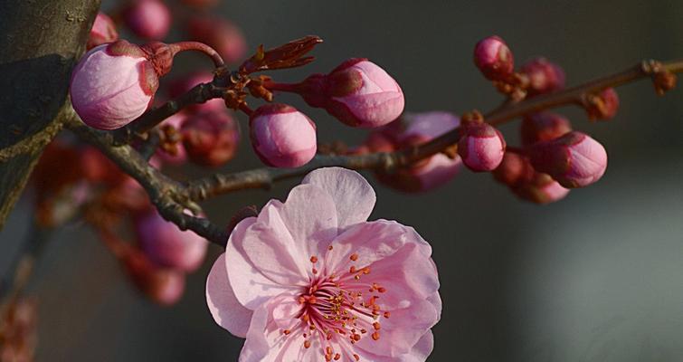 美人梅之寓意与象征意义（赏花品美人梅）