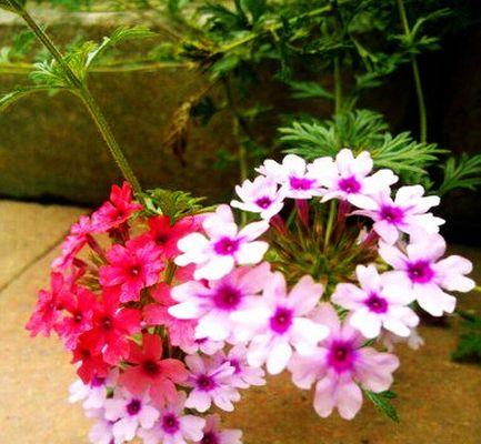 美人樱的花语（美人樱的花语传递着生命与希望）
