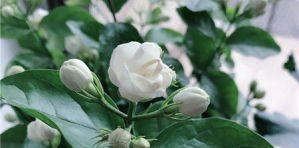 茉莉花的花语与寓意（茉莉花的花语探秘）