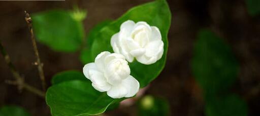 茉莉花的花语与寓意（茉莉花的花语探秘）