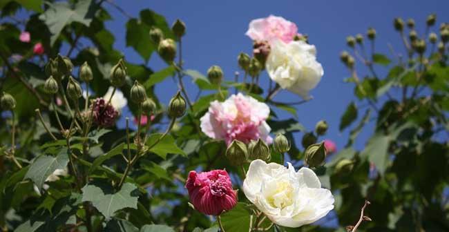 木芙蓉之美-花开如画的生命之舞（探寻木芙蓉的花语与意义）