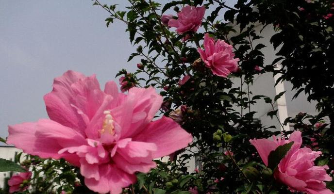 木槿花的花语和象征意义解析（木槿花的传递爱情与美丽）