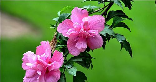 木槿花的花语及其寓意（解读木槿花的象征意义与文化内涵）