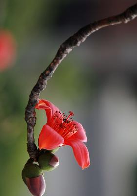 木棉花的寓意与意义（探寻木棉花的象征与美丽）