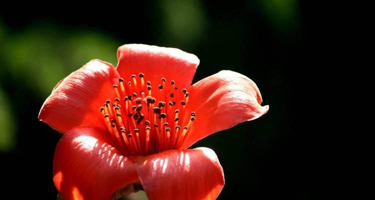 木棉花的寓意与意义（探寻木棉花的象征与美丽）