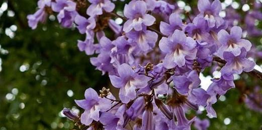 泡桐花的花语与寓意（探寻泡桐花的浪漫情感和象征意义）