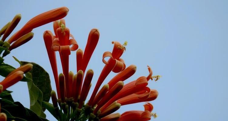 炮仗花的喜庆花语与象征（传承千年的喜庆符号）