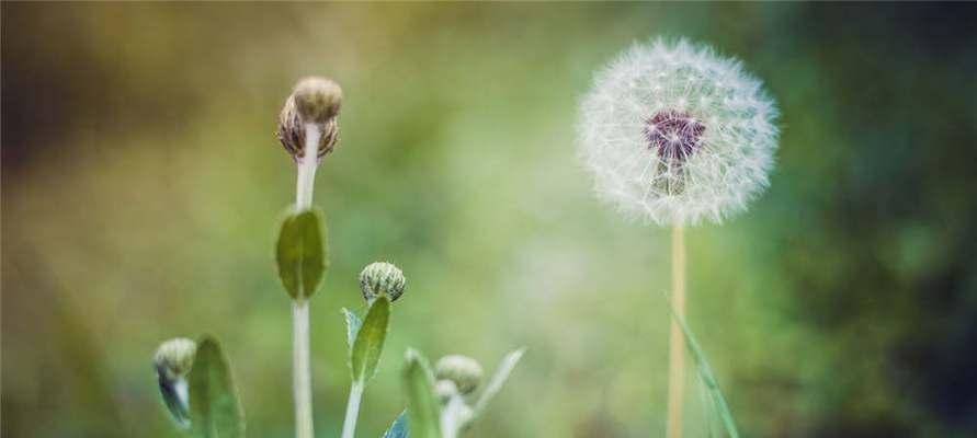 蒲公英花语的含义与象征——自由与希望的化身（从花语到文化符号）