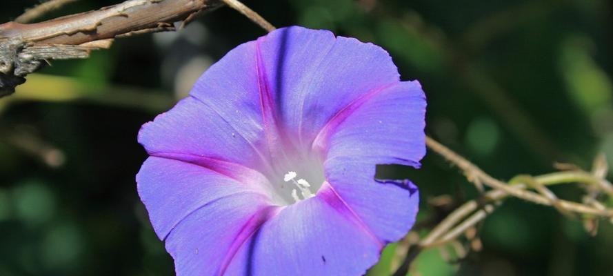 牵牛花（探寻牵牛花的寓意与象征）