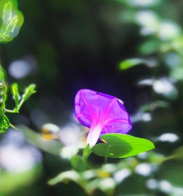 牵牛花（探寻牵牛花的寓意与象征）